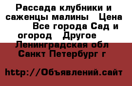 Рассада клубники и саженцы малины › Цена ­ 10 - Все города Сад и огород » Другое   . Ленинградская обл.,Санкт-Петербург г.